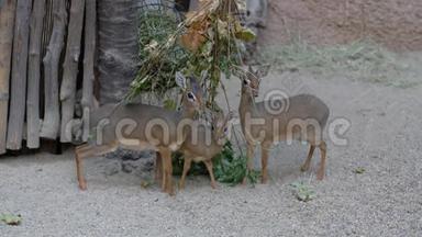 三只<strong>小</strong>型食草动物羚羊在动物园吃干树叶，Kirk`